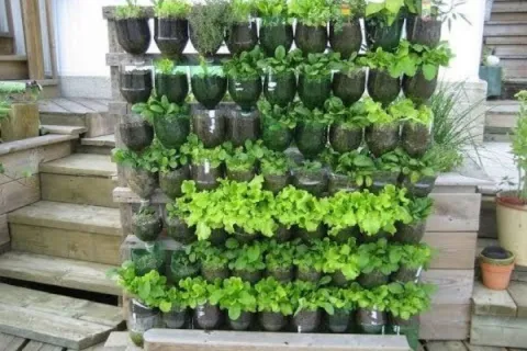 Como plantar hortaliça em vaso:  assim você tem sempre verdu