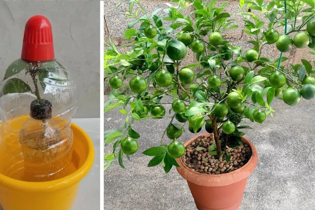 Como plantar limão no vaso de um jeito que produz muito e o