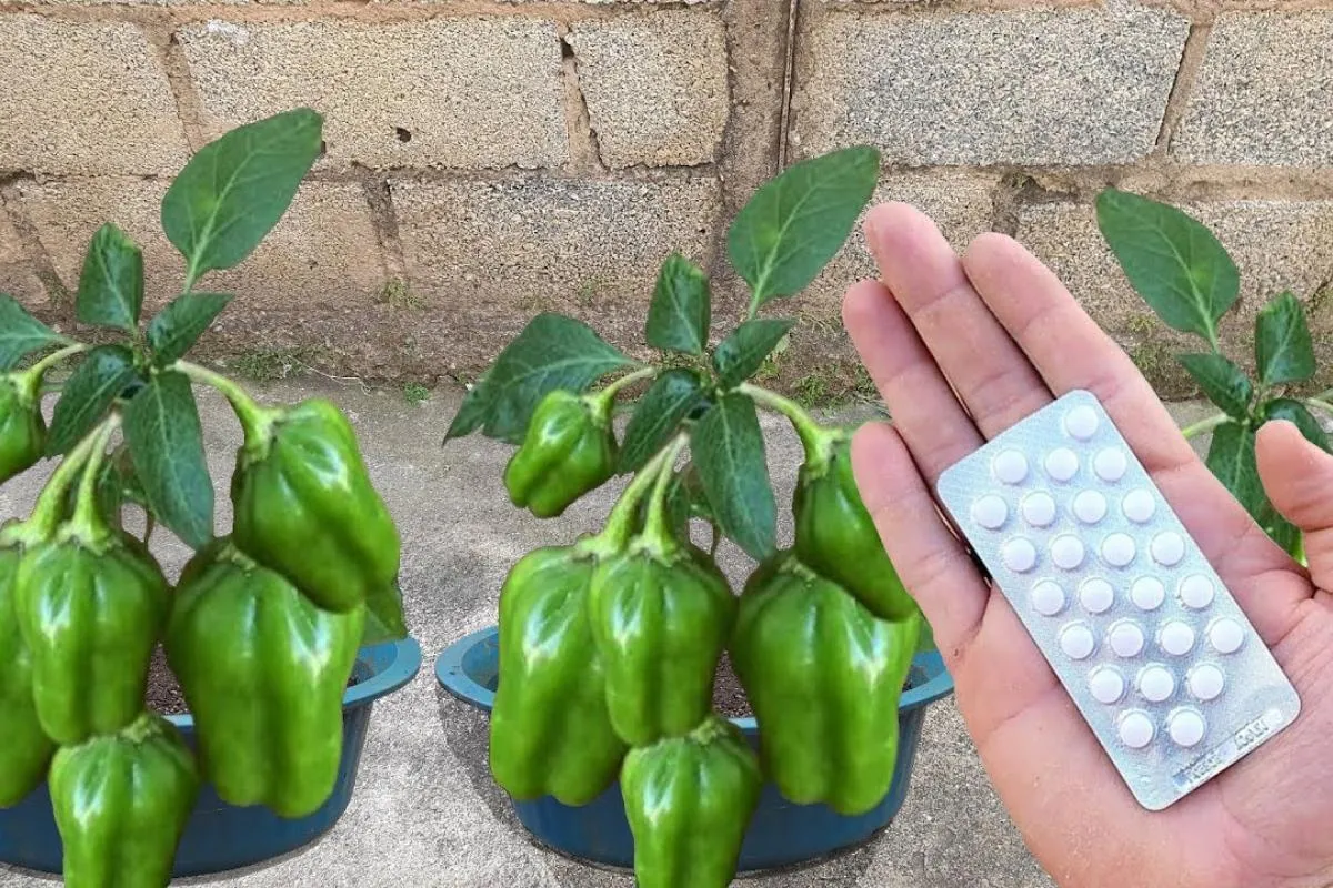 Como plantar pimentão em vaso: técnica para produzir bastant
