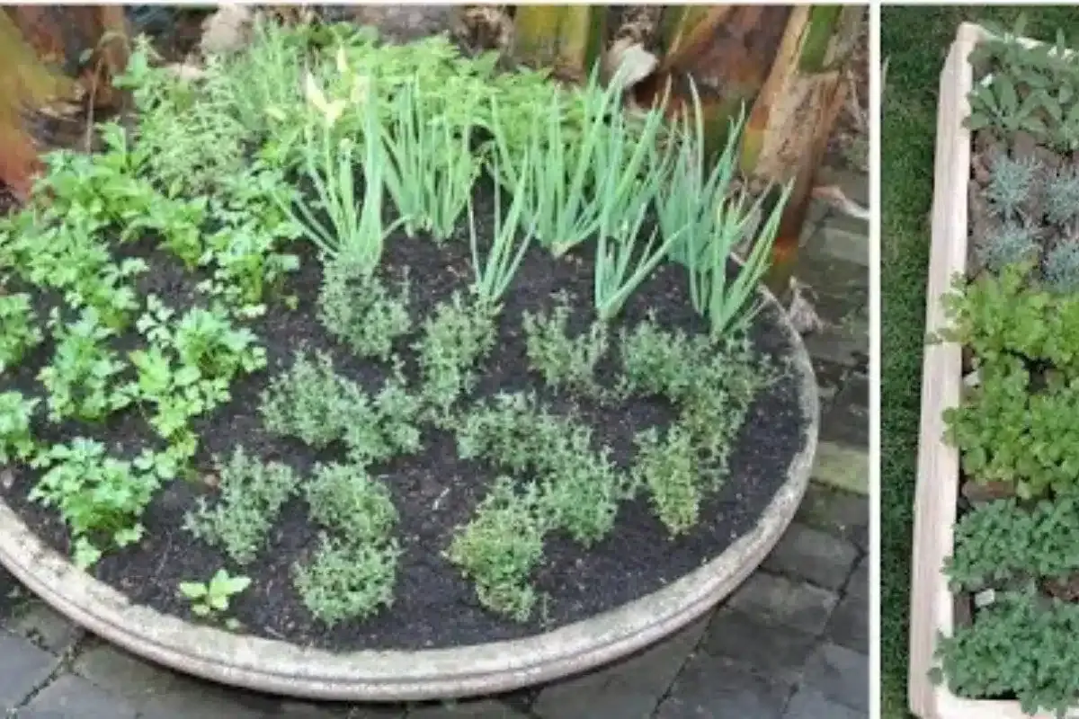 Como plantar temperos em vasos: ótima dica para quem quer te