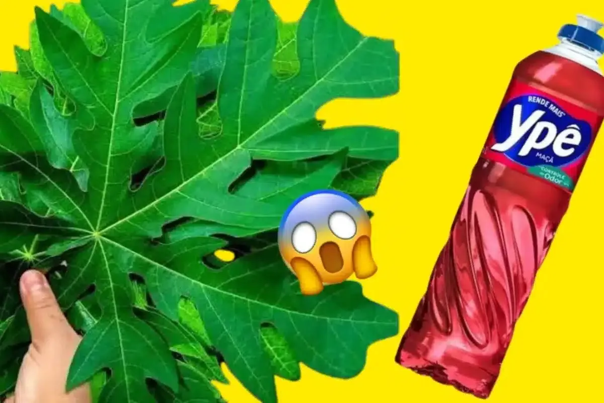 Detergente de folha de mamão: essa receita rende muito e voc