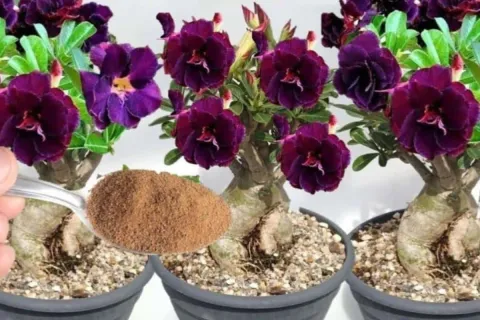 Esse é o melhor adubo para fazer planta florir o ano todo no
