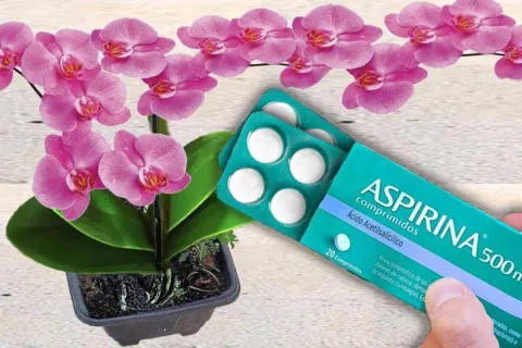 Fortificante caseiro para plantas: dica simples e muito bara