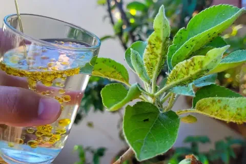 Inseticida caseiro para plantas: deixa seus vasos livres de 