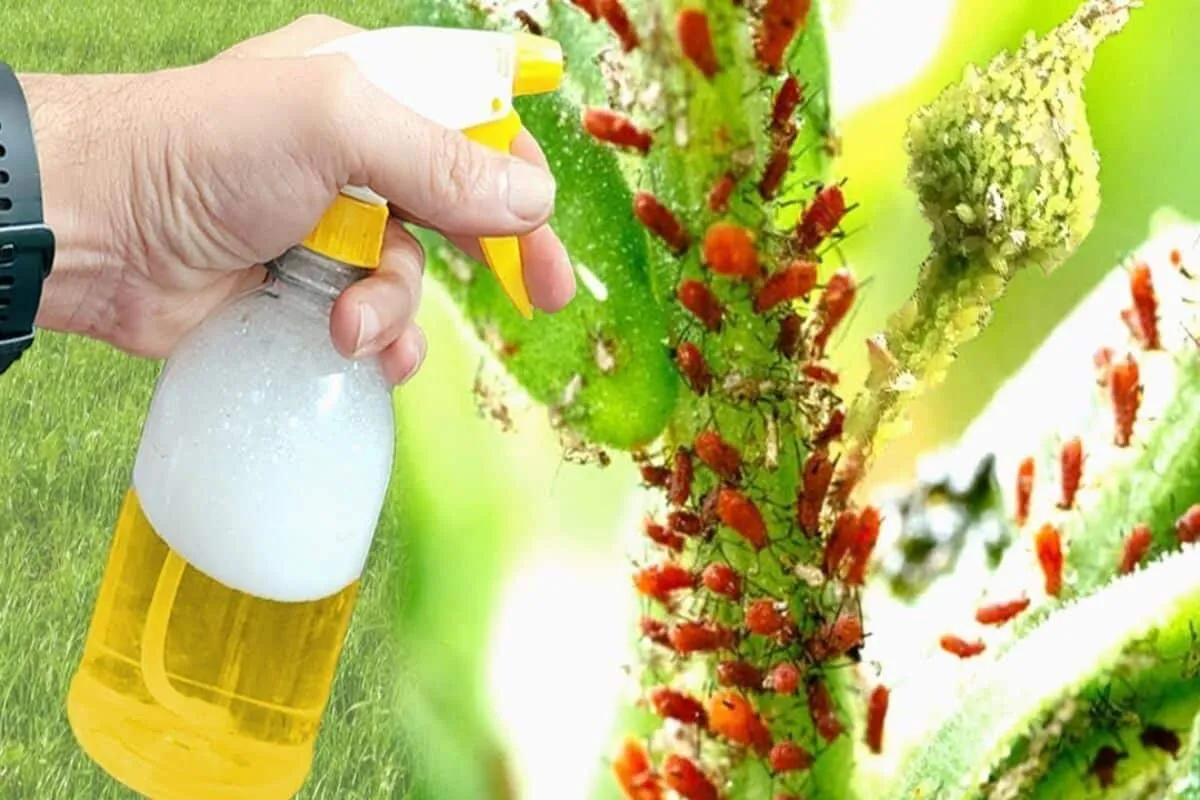 Inseticida caseiro para plantas eficaz fácil de fazer e idea