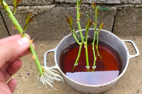 Minha esposa plantou os galhos das rosas que dei de presente