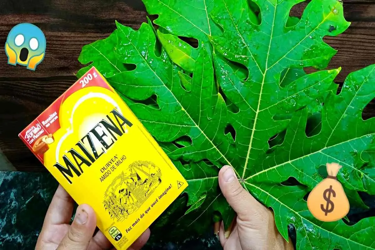 Misturei folhas de mamão e maisena e fiz um produto que todo