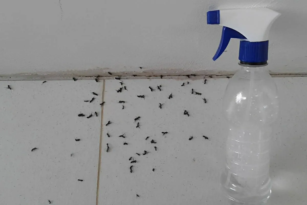 Misturinha caseira para que você acabe com as formigas defin