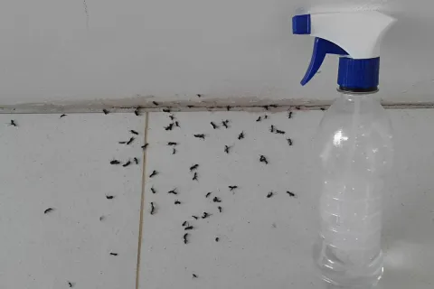 Misturinha caseira para que você acabe com as formigas defin