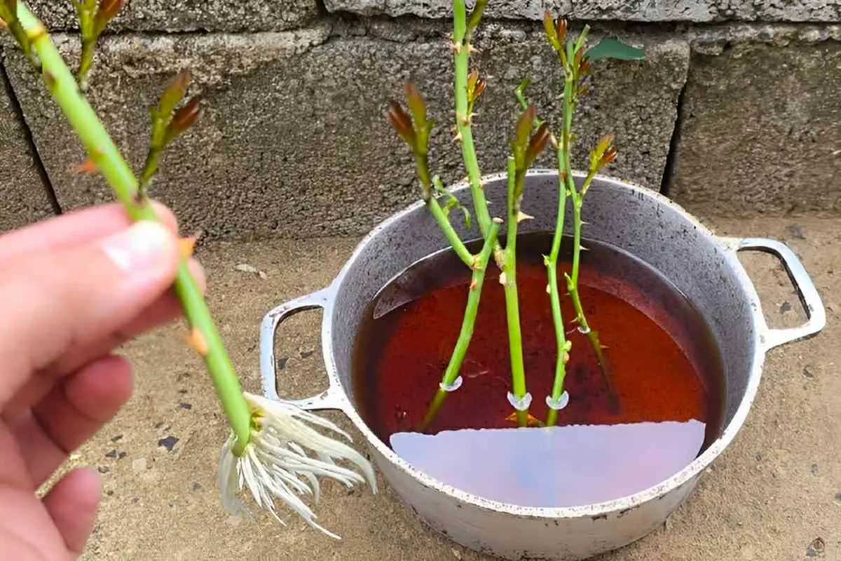 Plantei os galhos das rosas que ganhei de presente e agora t