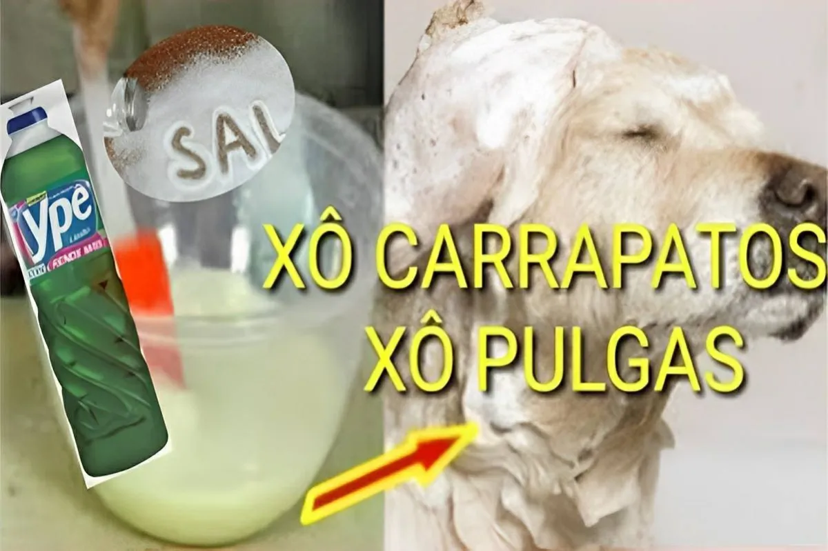 Receita caseira para acabar com as pulgas e carrapatos de cã
