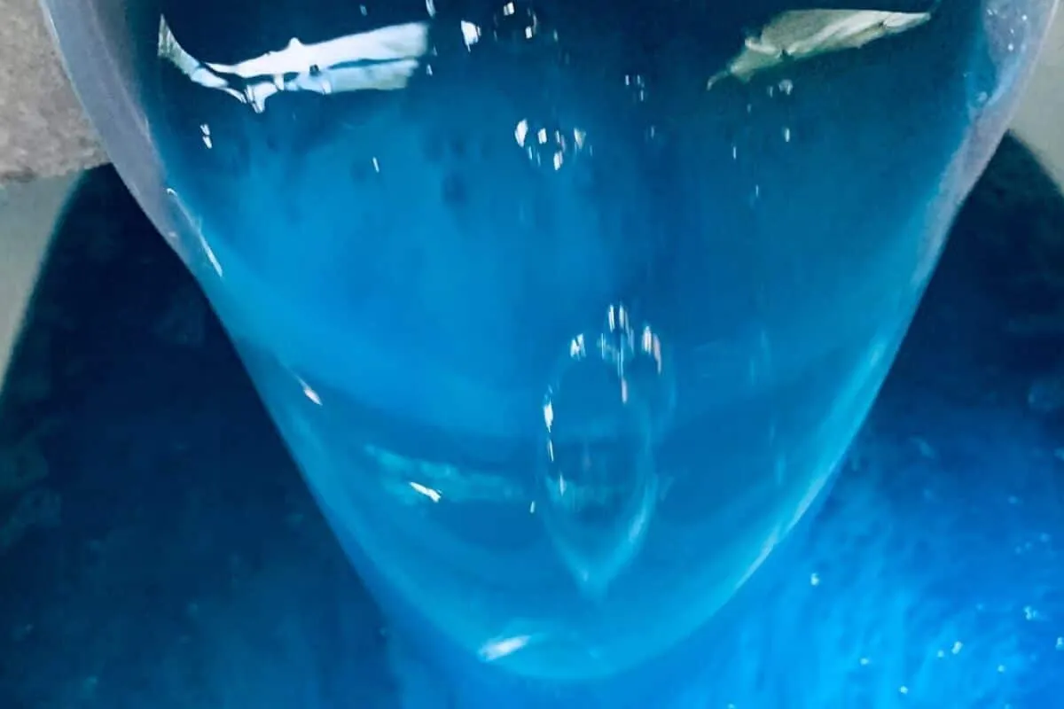 Sabão líquido caseiro prático e que rende quantidade para o