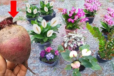 Solução caseira para planta florir: todos os vasos do seu ja