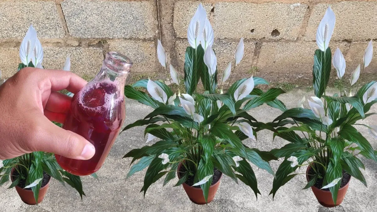 Solução caseira para plantas que faz sua planta dobrar de ta