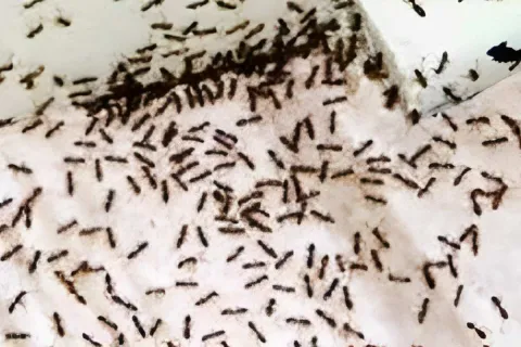 Solução para matar formigas sem venenos usando apenas ingred