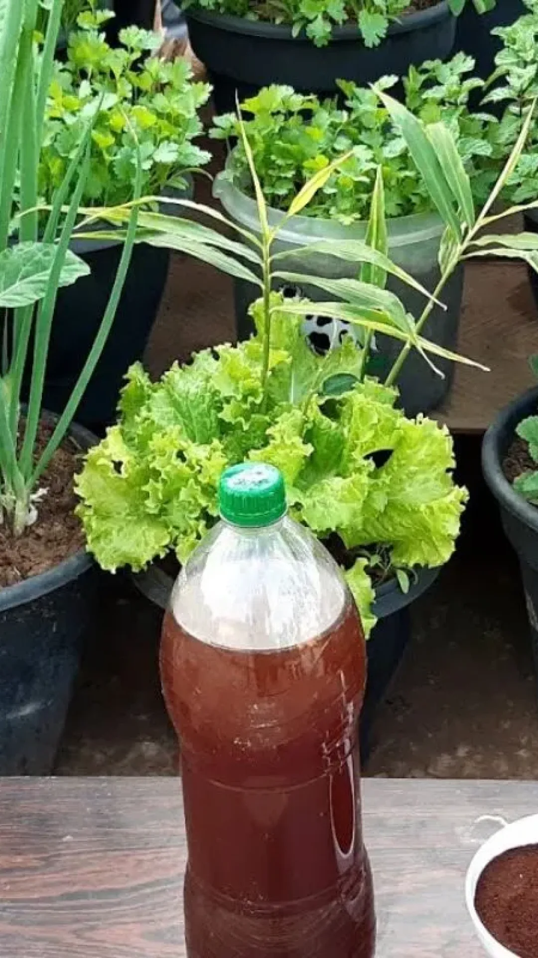 Adubo caseiro de borra de café: veja como fazer o adubo orgânico que faz suas plantas crescerem muito