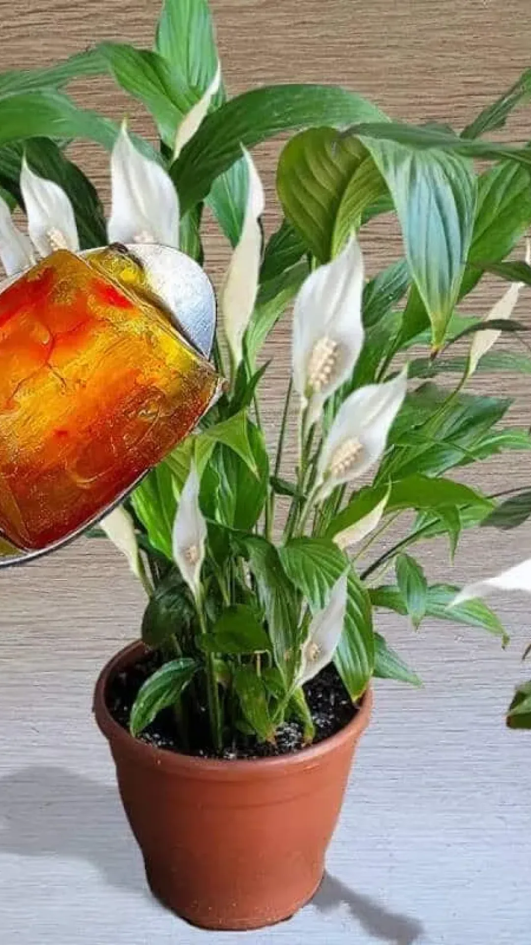 Adubo caseiro para flores: dá certo com qualquer planta do seu quintal