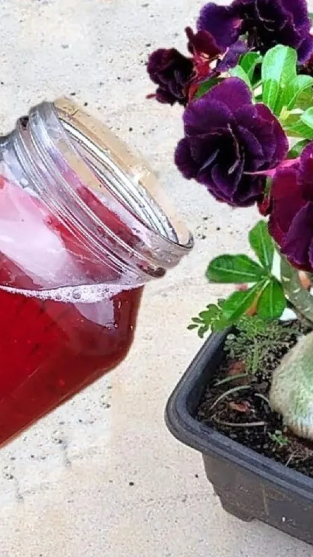 Adubo caseiro para flores poderoso com 1 colher já faz seus vasos explodirem de flor