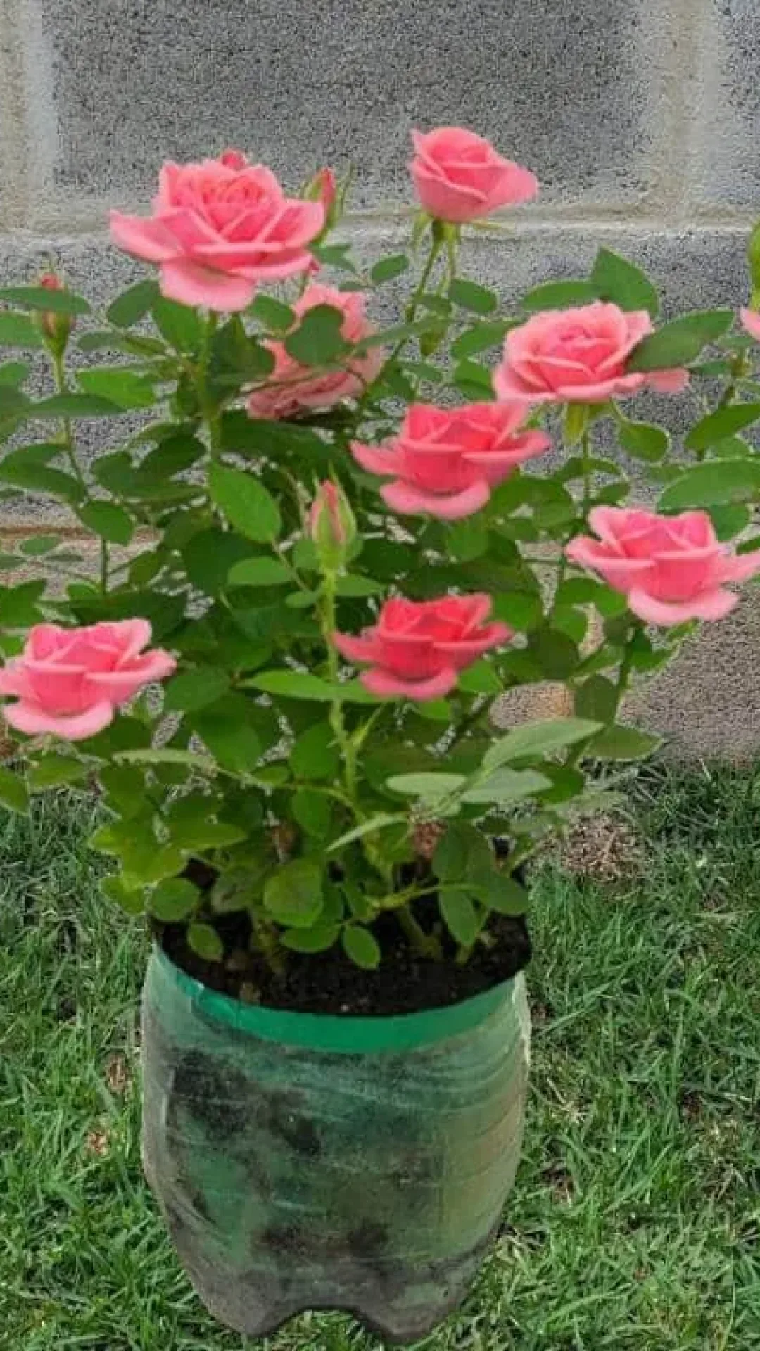 Adubo caseiro para flores: solução caseira que dá certo em qualquer estação do ano