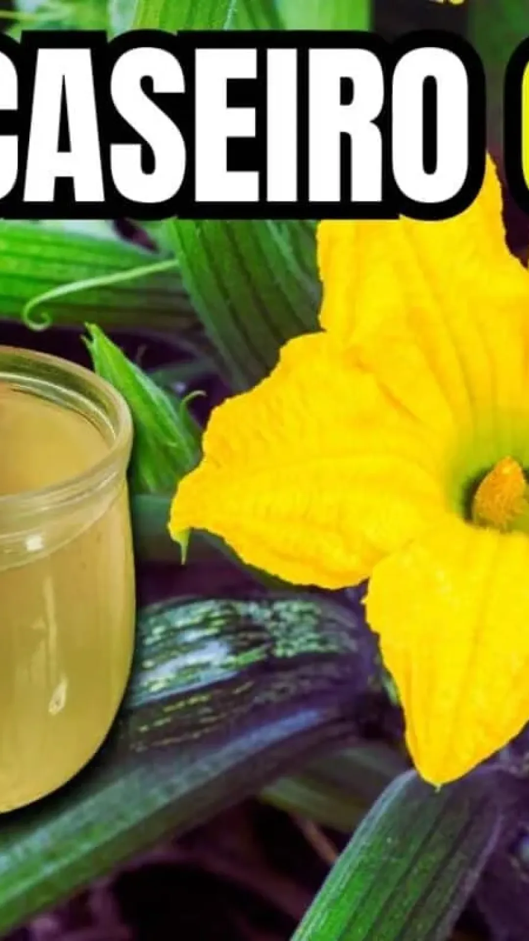 Adubo caseiro para plantas: ajuda a crescer e florir muito mais rápido de forma natural