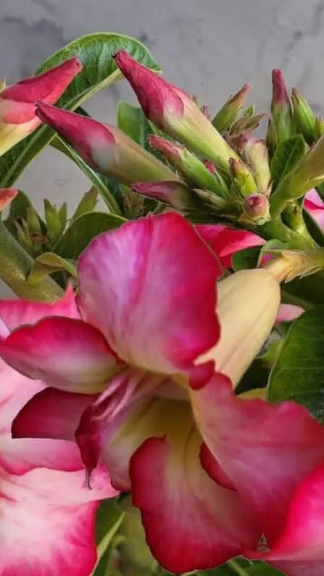 Adubo caseiro para rosa do deserto: veja qual é o segredo para ter mais de 30 botões por galho