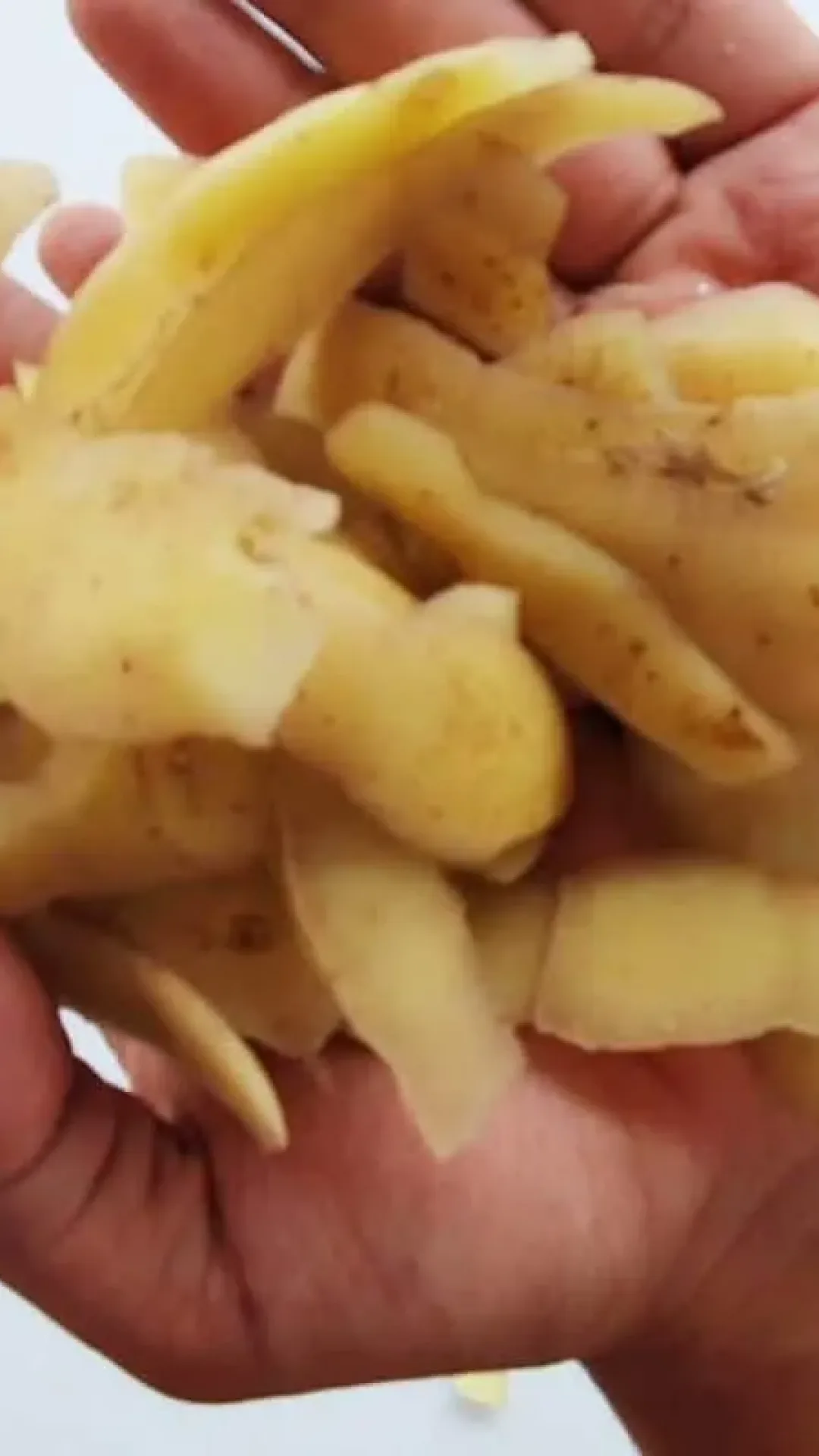 Adubo caseiro para roseiras: este adubo vale ouro para as rosas florirem com crescimento rápido e natural