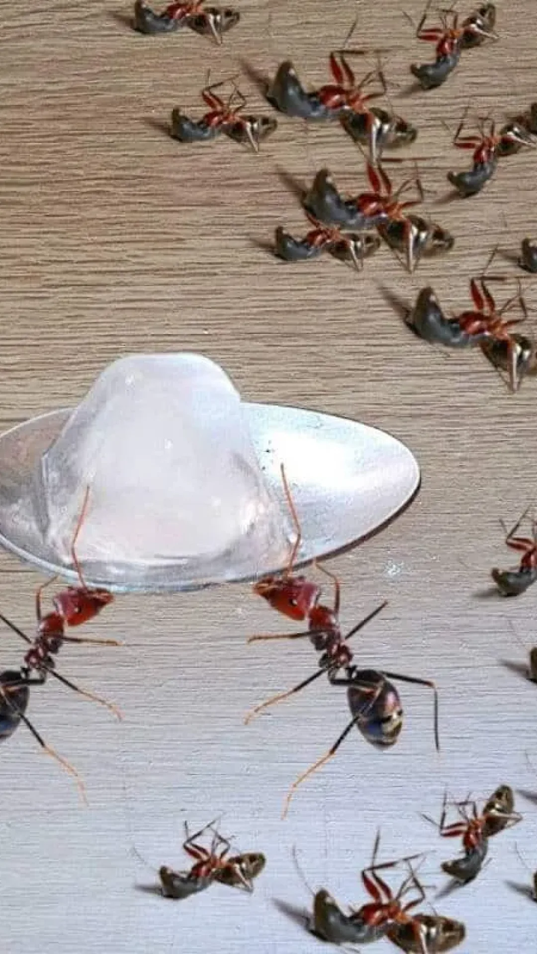 Como acabar com as formigas na cozinha: não precisa espalhar veneno pela casa toda