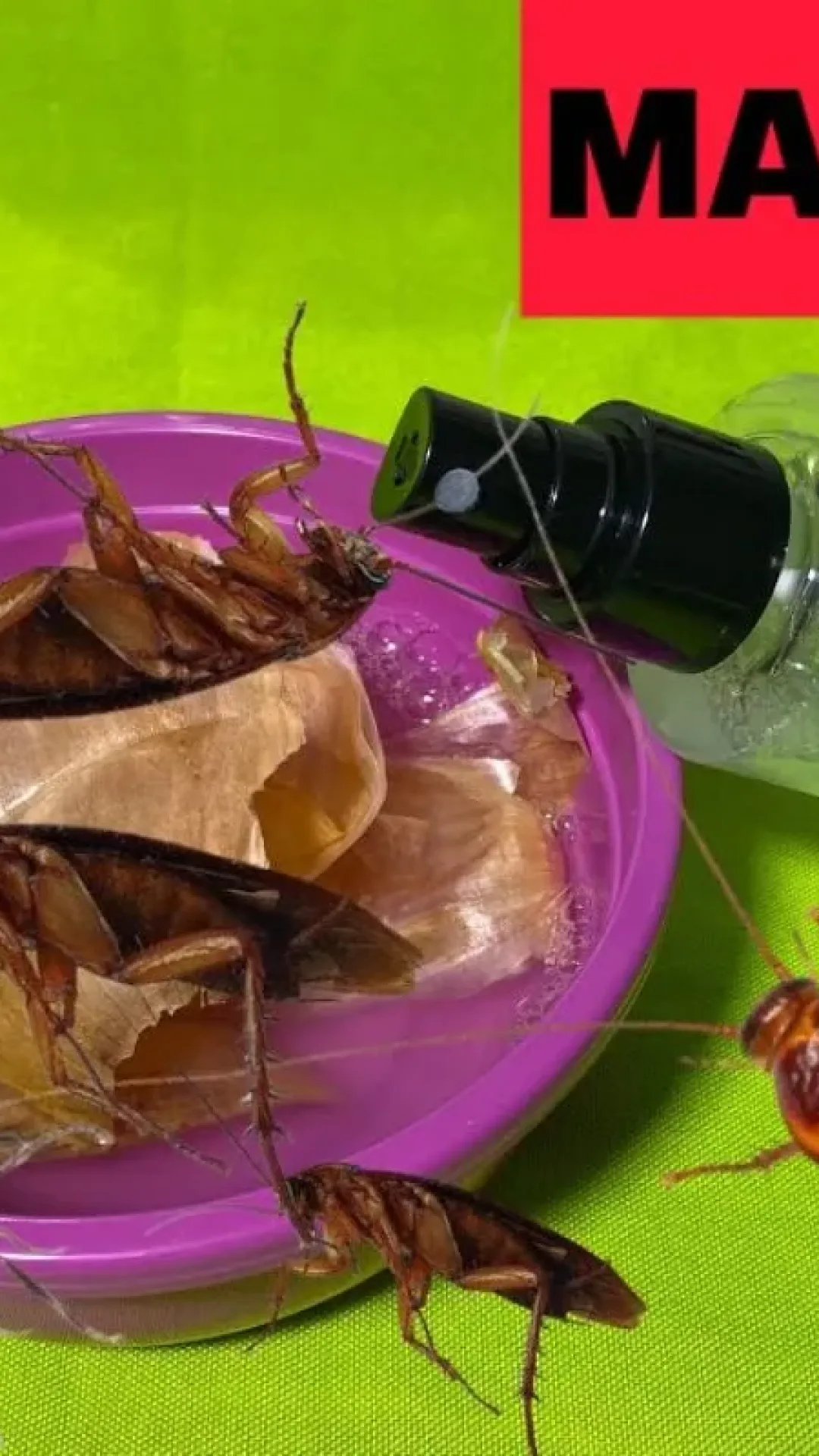 Como acabar com os insetos usando uma dica infalível contra baratas e formigas em casa