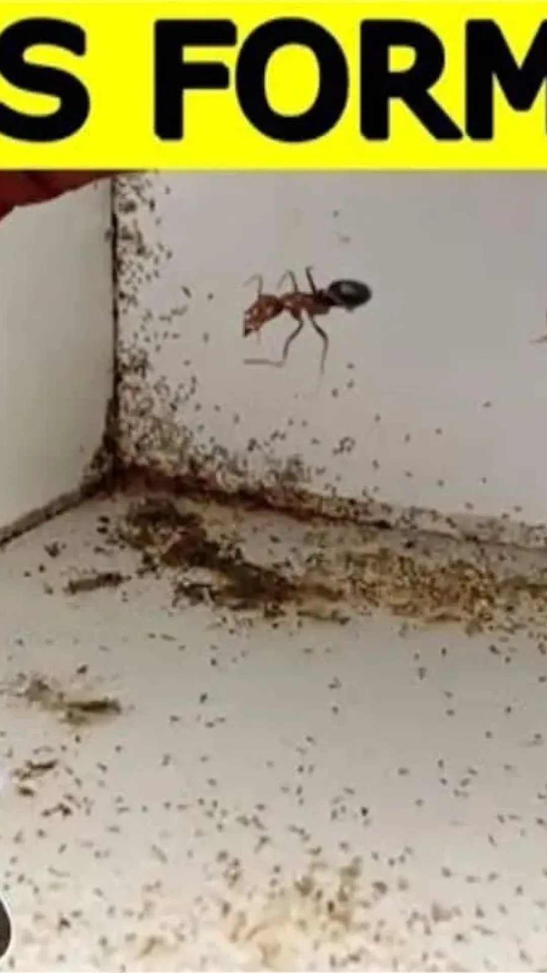Como eliminar formigas da sua cozinha para preparar o almoço no domingo de dia das mães