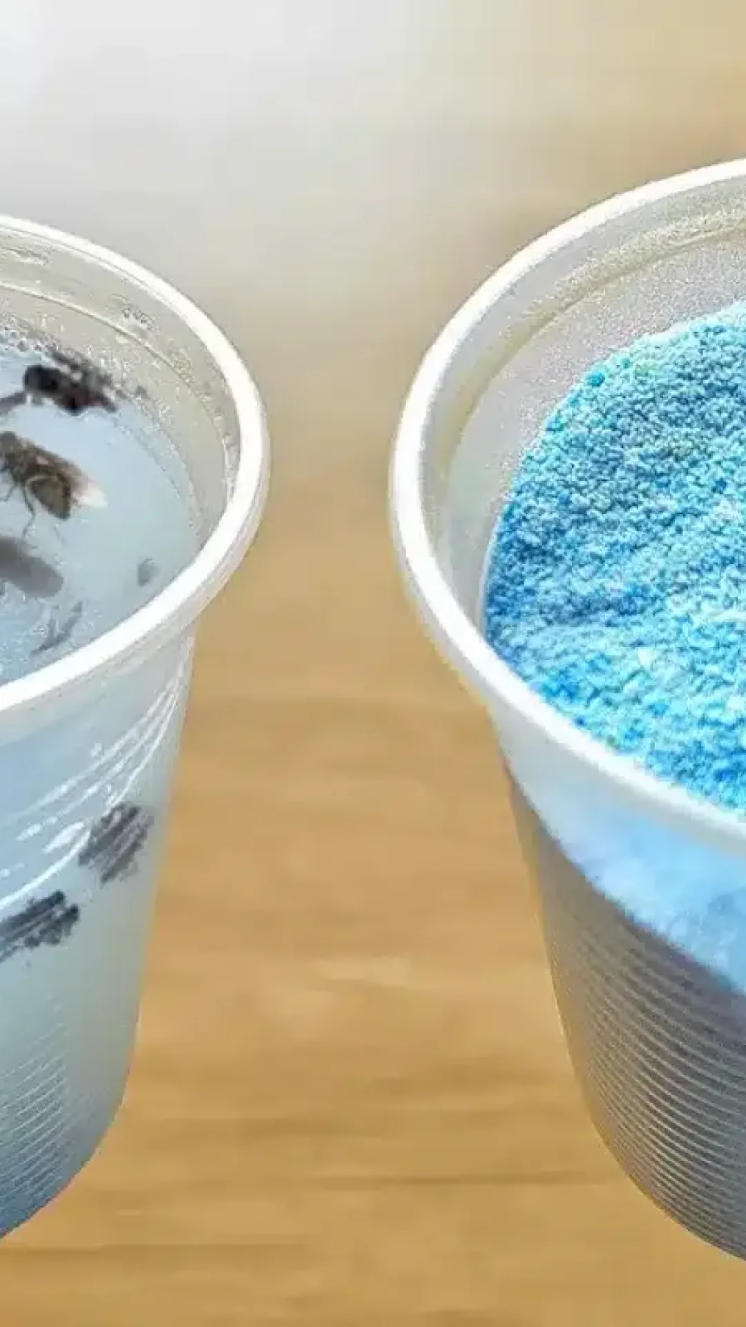 Como eliminar moscas da cozinha: técnica fácil que deixa sua cozinha livre delas