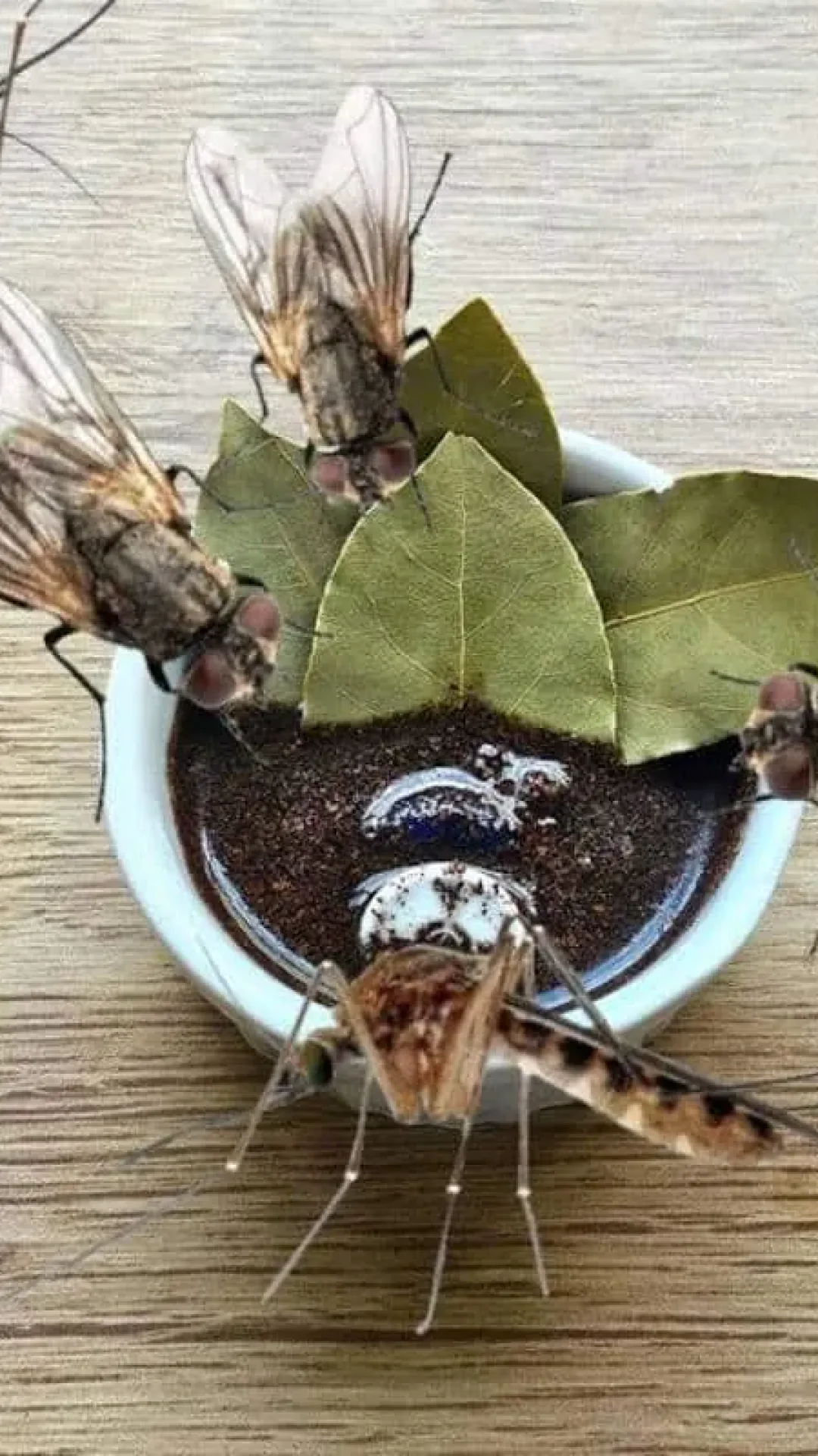 Como espantar os insetos da sua cozinha para você preparar o almoço de dia das mães