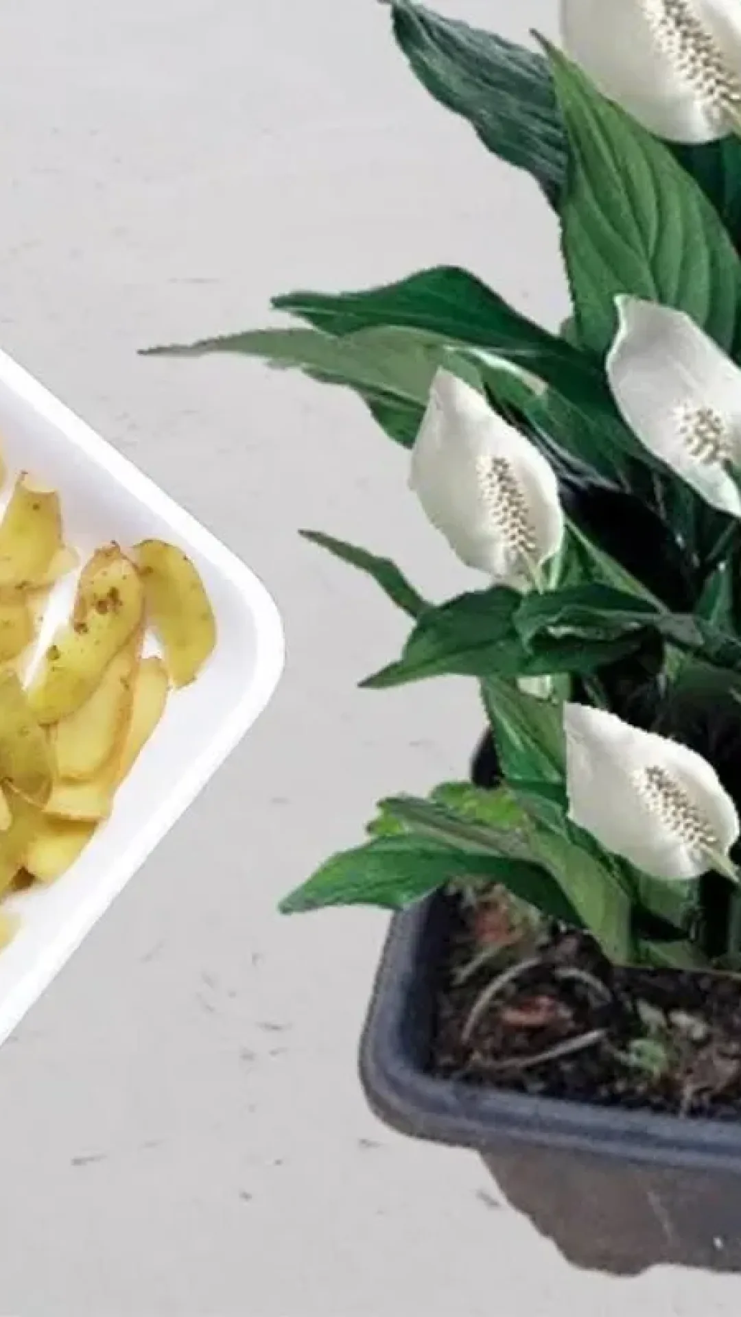 Como fazer adubo natural para plantas que faz seus vasos lotarem de flores