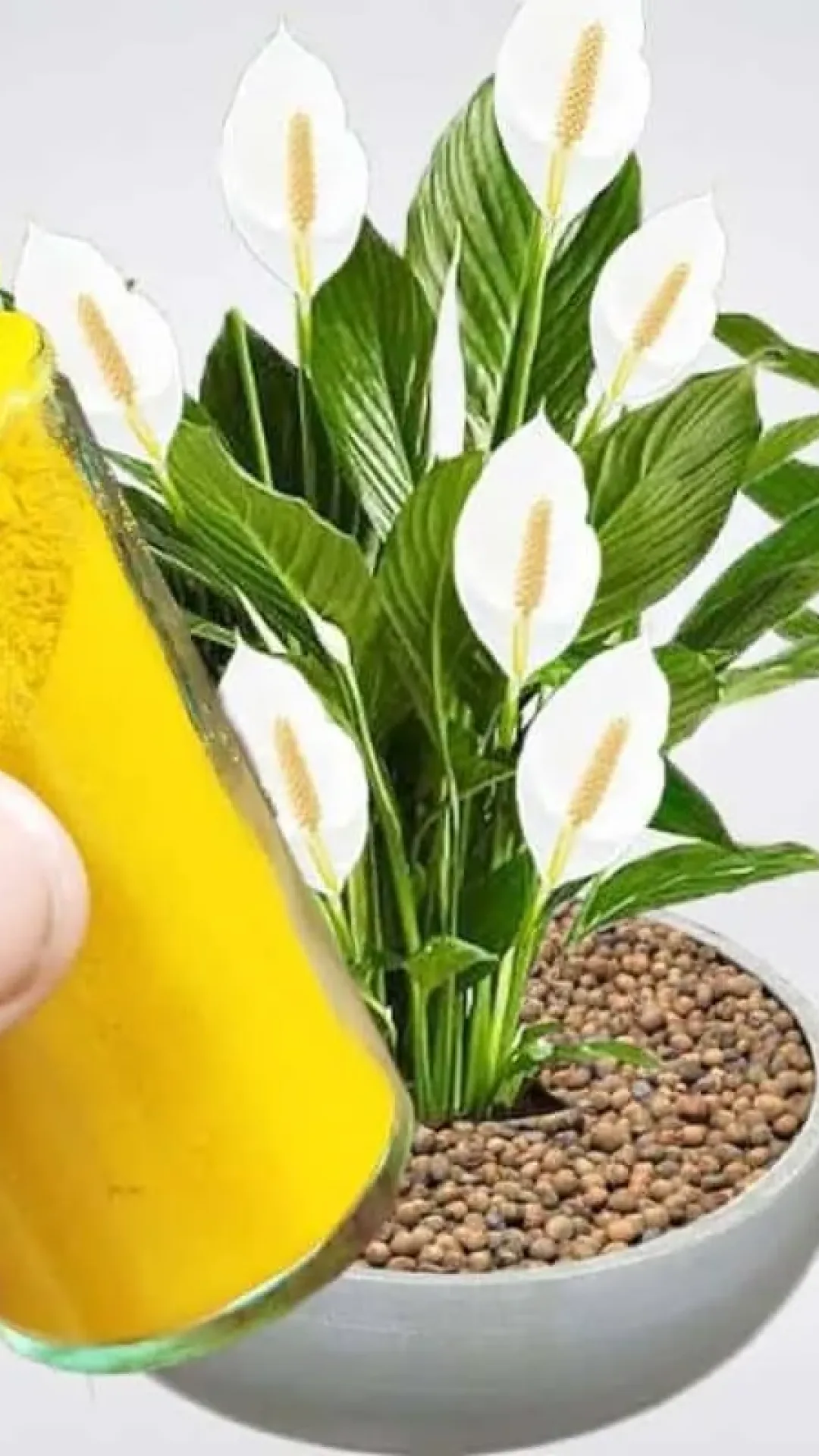 Como fazer planta florir de um jeito fácil que você nunca imaginou