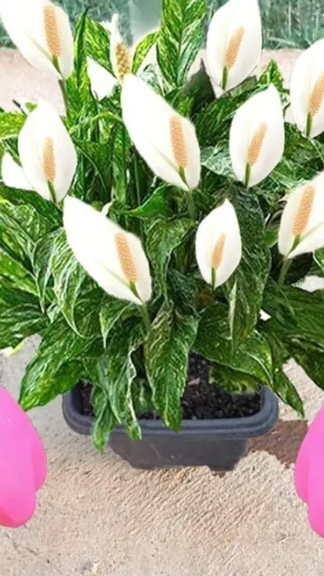 Como fazer planta florir: essa solução vai fazer seus vasos lotarem de flores