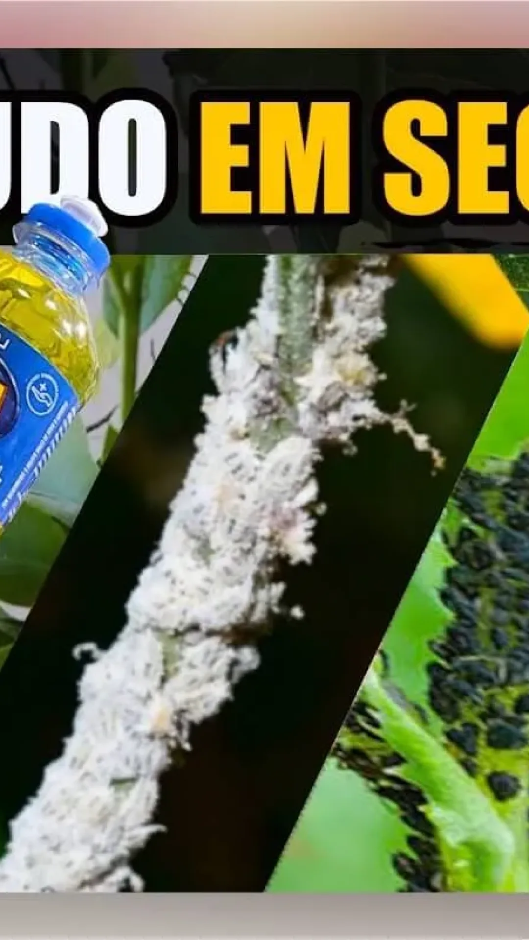 Como fazer um inseticida caseiro para plantas que acaba com todas as pragas rapidinho