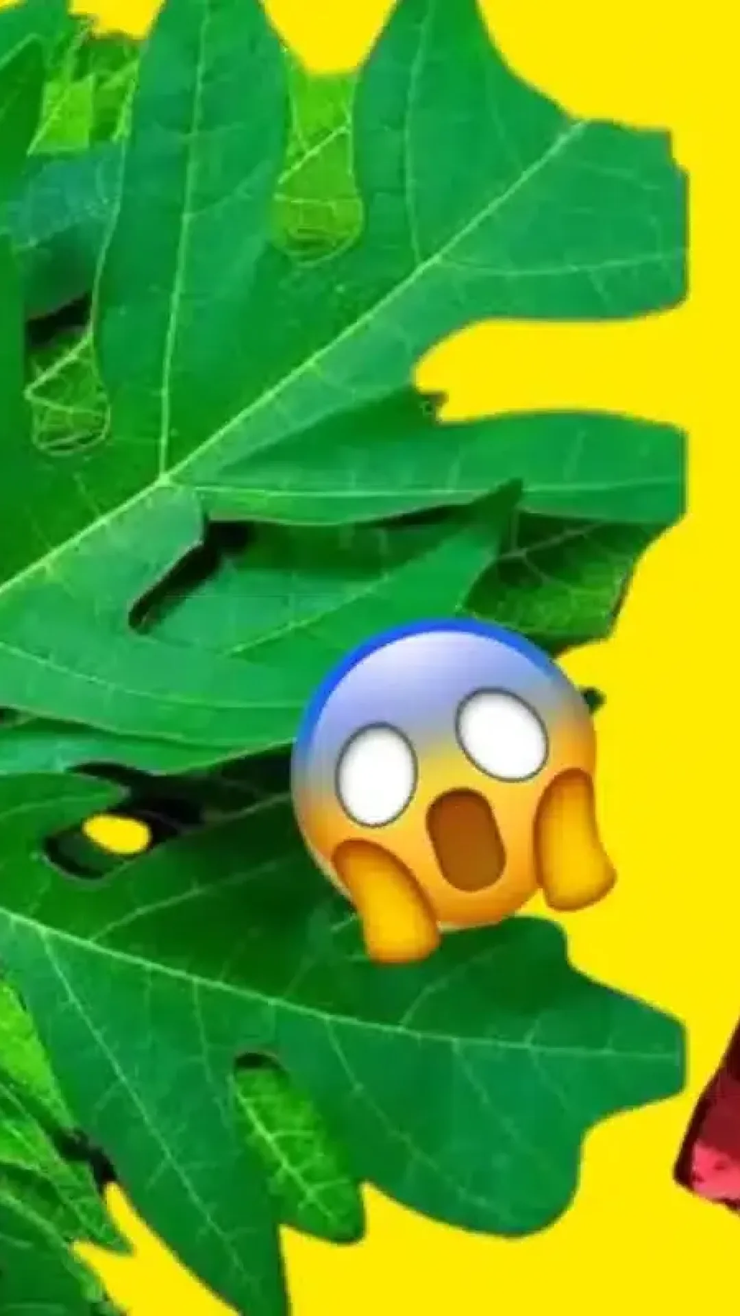 Detergente de folha de mamão: essa receita rende muito e você vai adorar