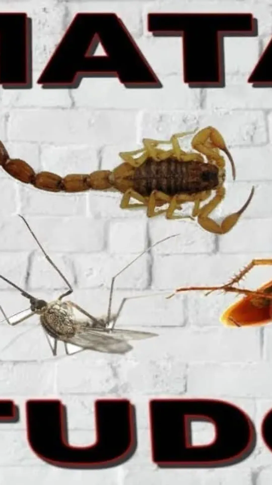 Inseticida caseiro: o melhor inseticida simples de fazer e fatal que existe para a sua casa