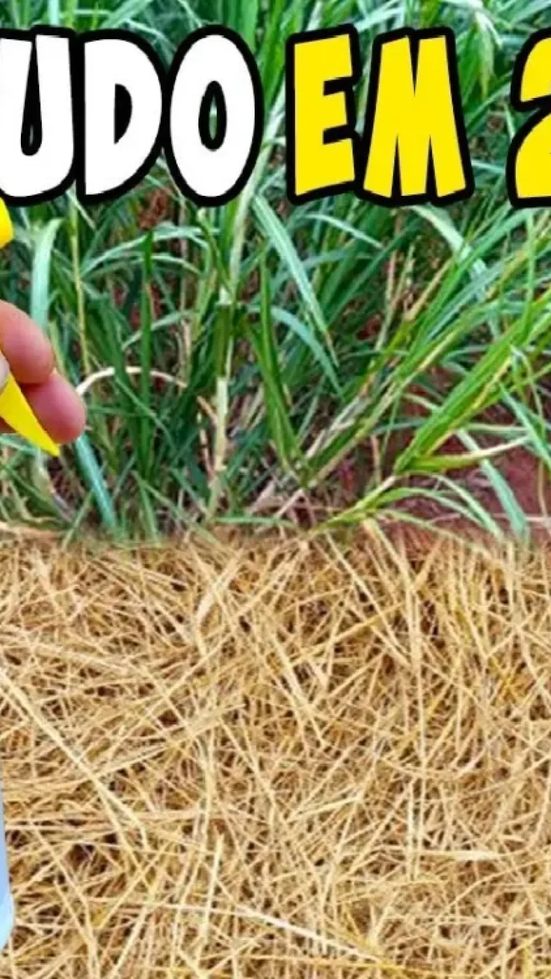 Mata mato caseiro: resolve o problema do seu quintal em poucos tempo e sem veneno