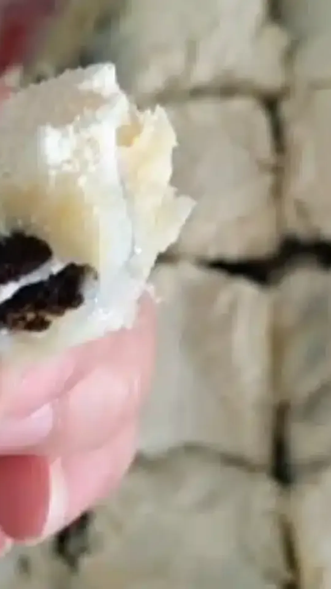 Palha italiana de ninho: a travessa que é a sobremesa perfeita para o Natal, deliciosa e super fácil de fazer.