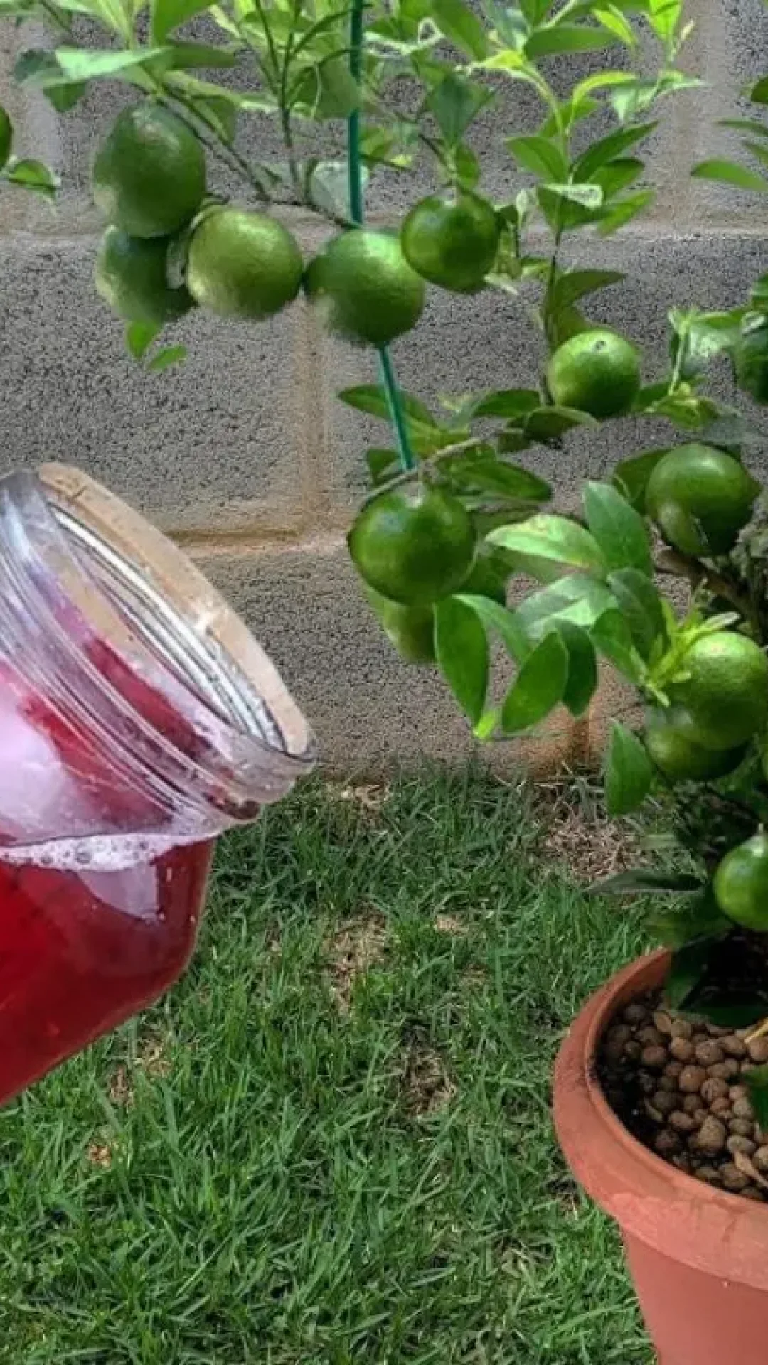 Só uma colher desse solução caseira para planta crescer vai fazer seu vaso explodir de flores