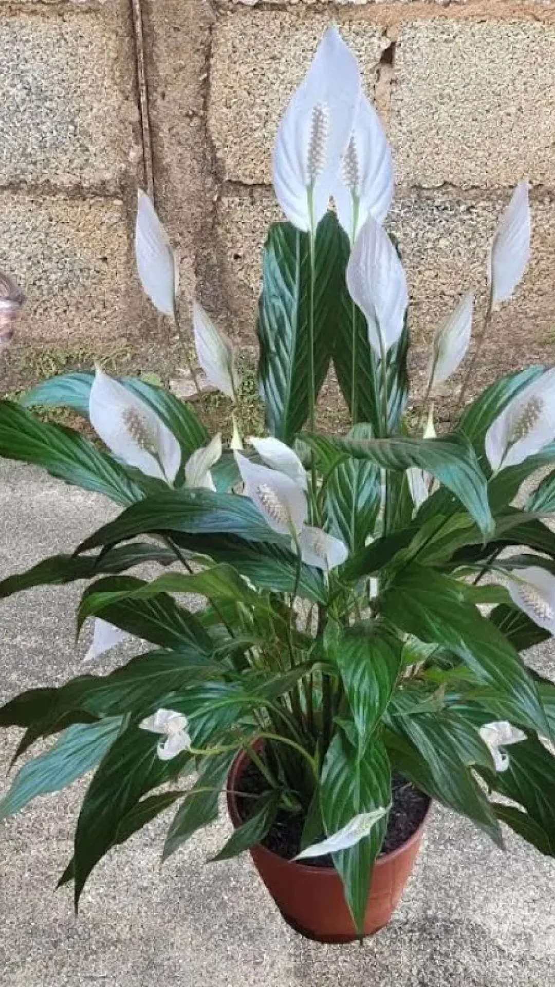 Solução caseira para flores que faz crescer folhas e flores o ano inteiro