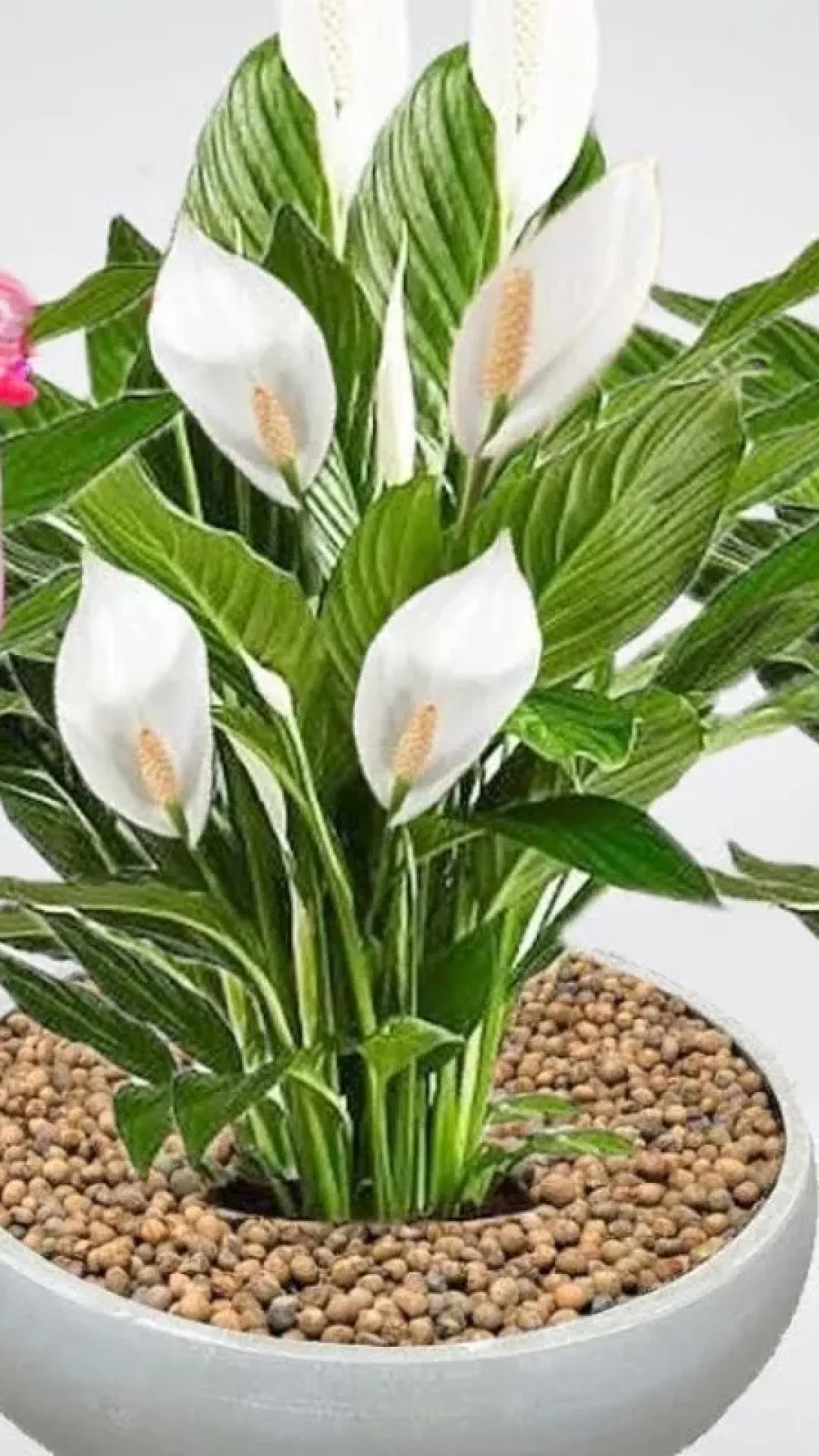 Solução caseira para planta florir naturalmente mais rápido e com saúde