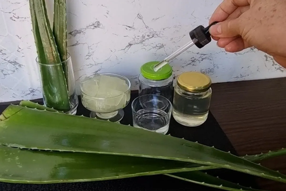 Veja todos os segredos para fazer um óleo de babosa caseiro